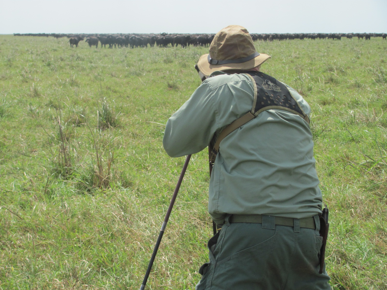 This herd is just over 100 yards away, no more cover and no more options. If a bull steps out it’s a simple shot with a magnifying scope, do-able with a red dot…but much too far for a safe shot with iron sights.